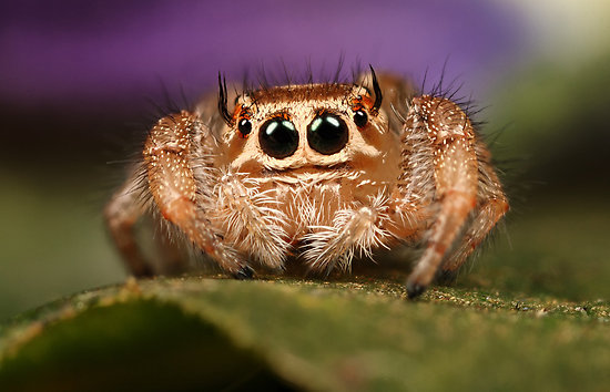 [Image: jumping-spider-another.jpg]