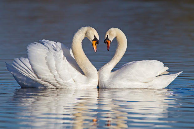 Swan's Trinity Swans